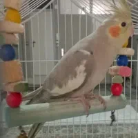 عروس هلندی مولد جوان با ۳ جوجه|پرنده|ری, شهادت|دیوار