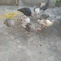 دو بوقلمون نر دونه 3200ماده 3تمن|حیوانات مزرعه|دهدشت, |دیوار