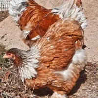 فروش جوجه برهما