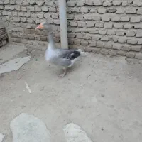 غاز ماده تخم گذار فروشی.حاجی کلاته|حیوانات مزرعه|سنگدوین, |دیوار