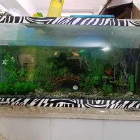 آکواریوم یک متری