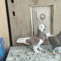 لیلک بزن خوب وکوهی بزن