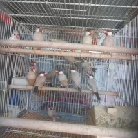 فروش فنج نرگسی