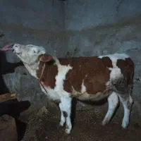 گاو سمینتال اصل آخرین نسل