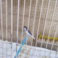 فنچ بنگالی نر|پرنده|اردبیل, |دیوار