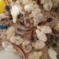 جوجه‌برهما‌