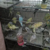 مرغ عشق|پرنده|هشتگرد, شهرک راه آهن|دیوار