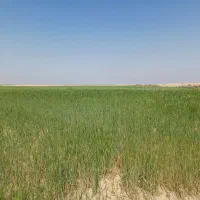 فروش زمین کشاورزی ۱۰ هکتاری آبی چهار فصل|فروش دفتر صنعتی، کشاورزی، تجاری|هندیجان, |دیوار