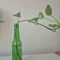 گل پتوس