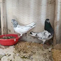 11عدد کفتر پرشی|پرنده|خلخال, |دیوار