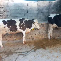 دوتاگاوشکم اول طلا