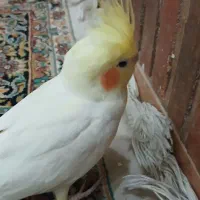 عروس هلندی همراه با قفس و کل وسایل