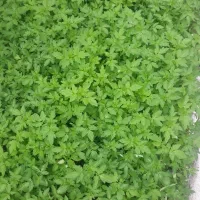 نشا فلفل ، گوجه فرنگی ، گوجه گیلاسی ،خیار ،