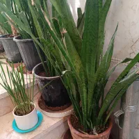 گل سانسوریا|گل و گیاه طبیعی|شیراز, شهرک امام حسن|دیوار