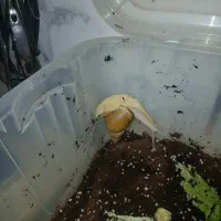 حلزون بالغ ومولد|خزنده|قرچک, صالح آباد|دیوار