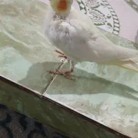 جوجه عروس هلندی