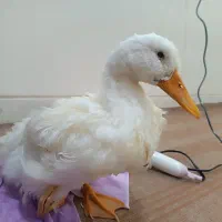 اردک ناز