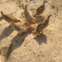 مرغ محلی|حیوانات مزرعه|چاروسا, |دیوار