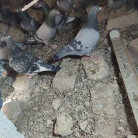 کبوترمسافتی اسماعیل اباد