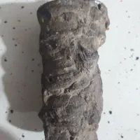 فسیل غول پیکر|کلکسیون و سرگرمی|شیراز, محراب|دیوار