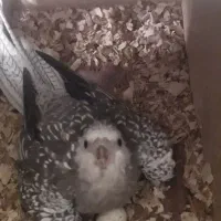 عروس هلندی|پرنده|اصفهان, ارداجی|دیوار