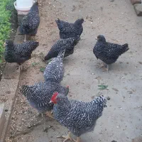 تخم مرغ آمروک خالص