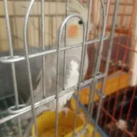 عروس هلندی|پرنده|شیراز, شریفآباد|دیوار