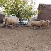 قوچ جوان اصل مغانی|حیوانات مزرعه|مرادلو, |دیوار