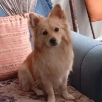 سگ  نر یک ساله دورگ پامر اشپیتز