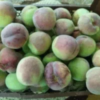 هلو شیرین کیلو ۵۰تومان  فلفل دلمه ۴۵گوجه ۱۵|خوردنی و آشامیدنی|شیراز, دارالرحمه|دیوار