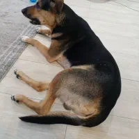 واگذاری|سگ|شاهین‌شهر, حافظ جنوبی|دیوار