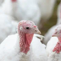 فروش ویژه بوقلمون گوشتی بیوتی