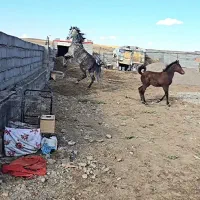 فروش آلاچیق با ۲ اسب و ۲ سگ و پاترول وغیره