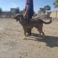 سگ پژدر ماده