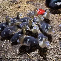 اوردک ژاپنی یه ماه نیم عددی ۹۰تومن|حیوانات مزرعه|لوندویل, |دیوار