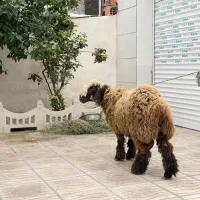 قوچ بختیاری نر،تخمی،سرحال