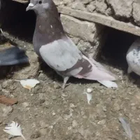 سه عدد نر پرشی غریب|پرنده|قصابه, |دیوار