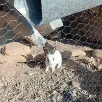 خرگوش بزرگ و بچه خرگوش