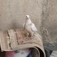 طوقی صحرایی طوقی زرد خالدار|پرنده|همدان, |دیوار