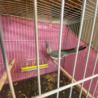 جفت عروس هلندی وایت فیس و قفس و پایه و لوازم|پرنده|مشهد, یوسفیه (شهرک غرب)|دیوار