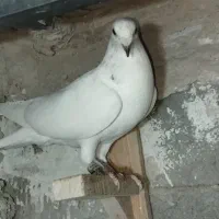 کبوتر آلمانی جوانه چاشنی بازی