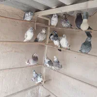 کفتر قلمه یجایی