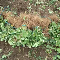 فروش نهال توت فرنگی به صورت ریشه لخت|خدمات باغبانی و درختکاری|اندیمشک, |دیوار