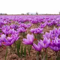 زعفران سرگل پوشال|خوردنی و آشامیدنی|تهران, دانشگاه شریف|دیوار