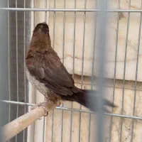 فنچ نره بنگالی پولک درشت|پرنده|تهران, باغ خزانه|دیوار