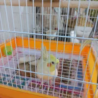 دو جفت عروس هلندی آماده جوجه کشی|پرنده|رشت, گلسار|دیوار