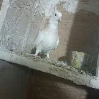 طوقی ابی|پرنده|تربت‌حیدریه, باغ سلطانی|دیوار
