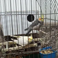 عروس هلندی|پرنده|رامسر, |دیوار