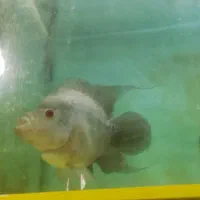 فلاور باکس|ماهی|پردیس, فاز ۱|دیوار