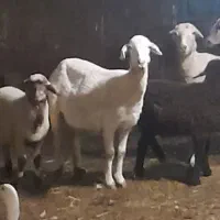 گوسفند‌ زنده